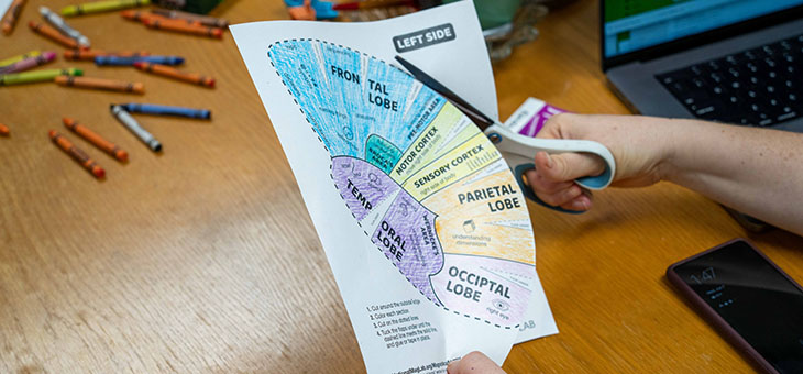 Cutting the edge of the brain cerebrum hat