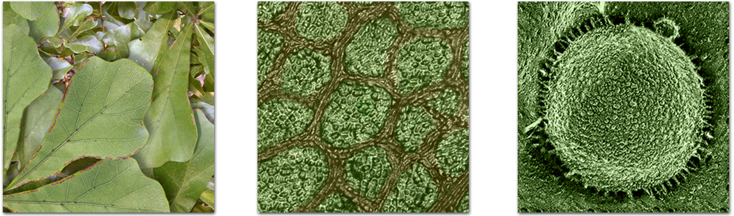 Oak leaf with cell and nucleus
