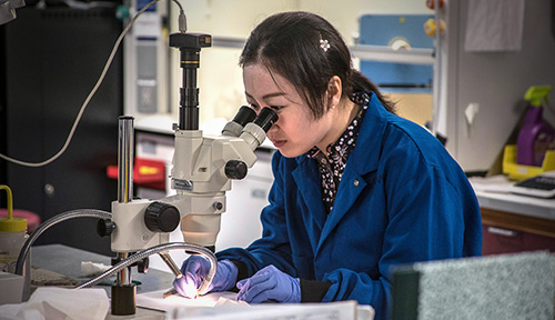 A scientist works on a microscope