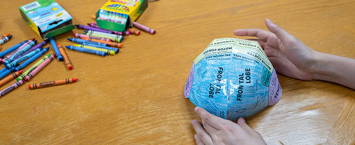 Brain cerebrum hat when finished