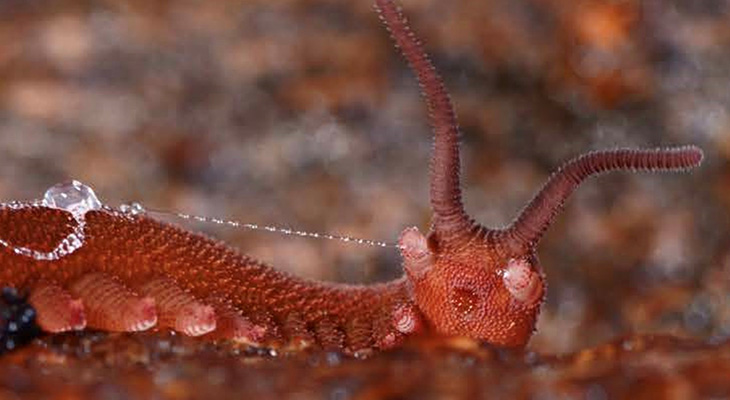 Velvet worm species Epiperipatus barbadensis shooting its slime, which transitions from liquid to gel to solid, trapping its prey.