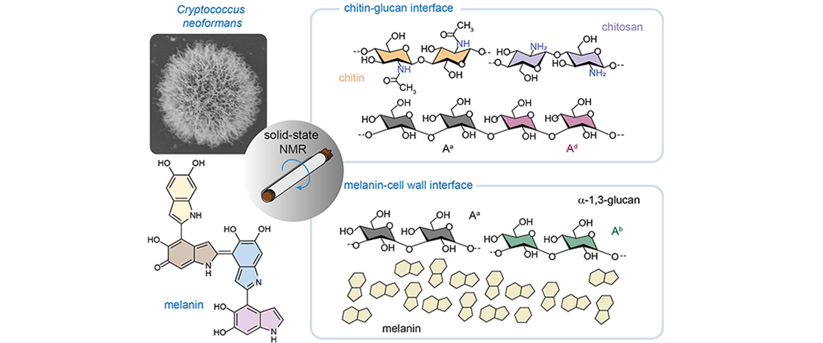 A set of graph of cryptococcus neoformans studying