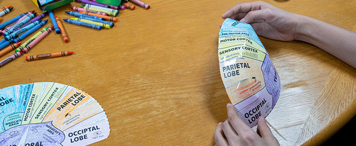 Taping brain cerebrum hat